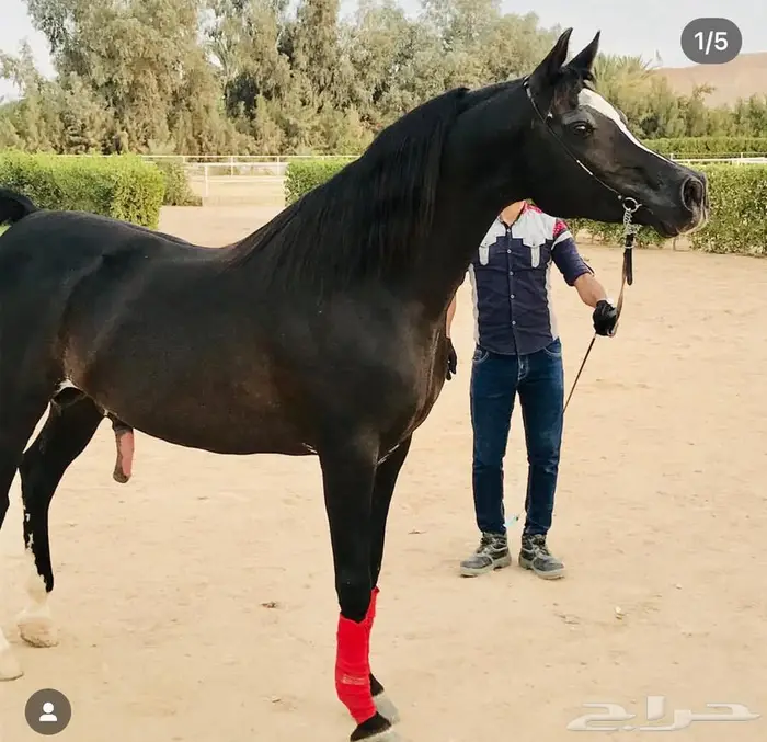حصان عربي وراق 0