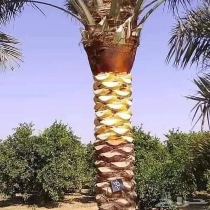 منسق حدائق بالرياض والخرج 15
