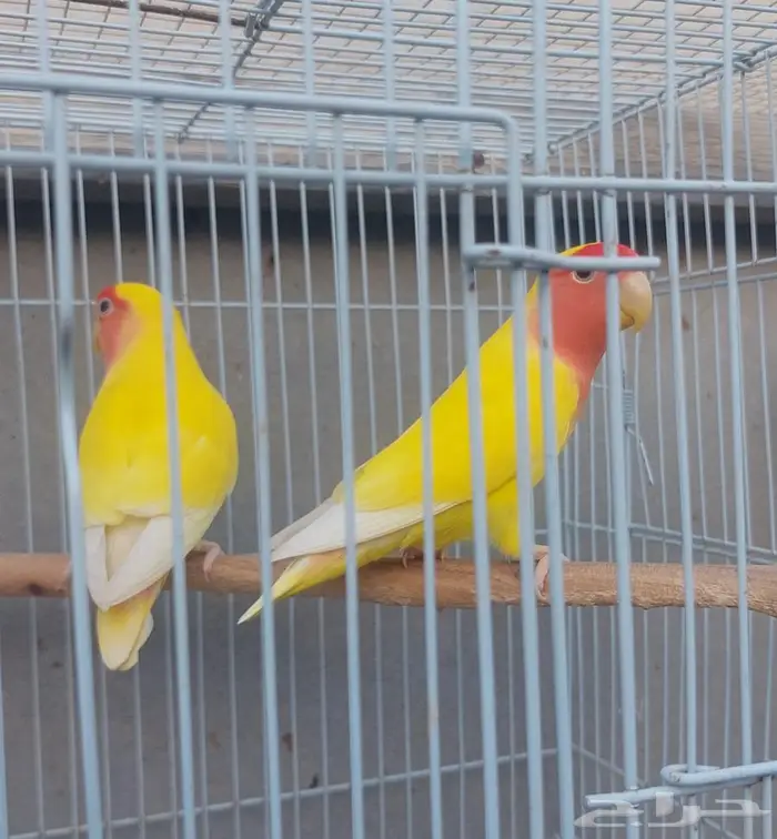 زوج روز طيور زينة 0