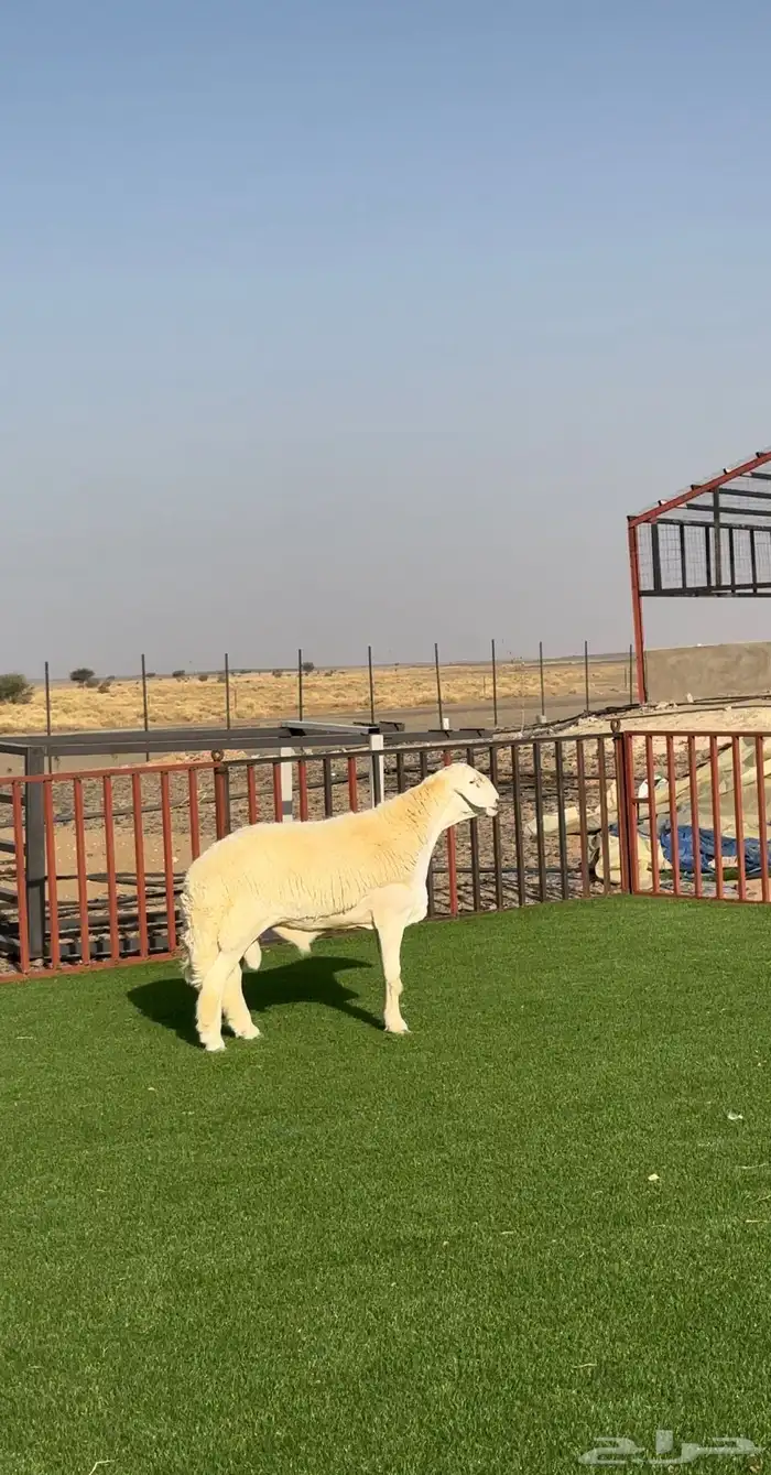 مشروع حري فاخر ( تم البيع ) 0