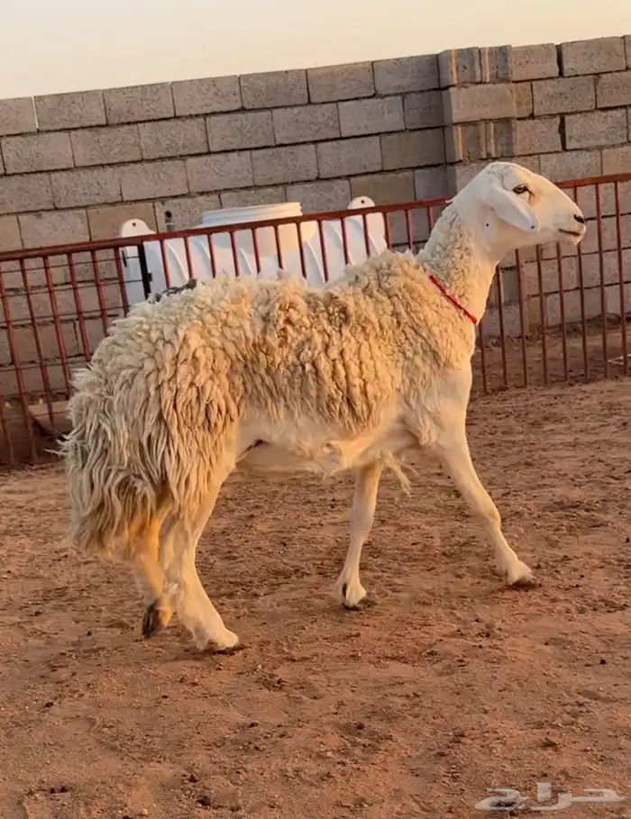 رخل حريه خصم صنف الصنف حرشاء جريم((تمم البيعع)) 2