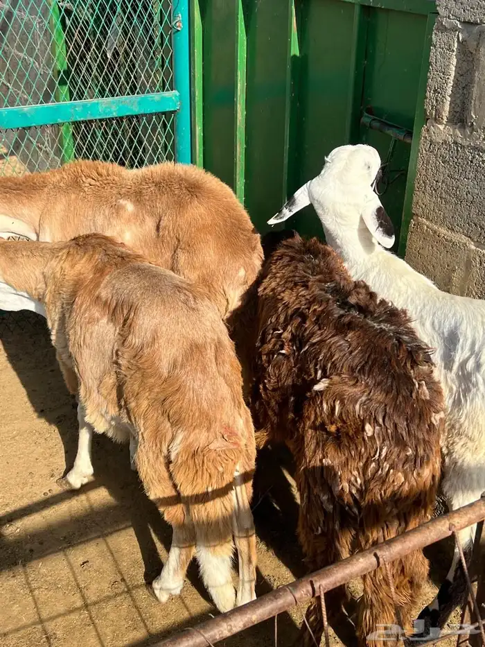 طليان سواكن 20