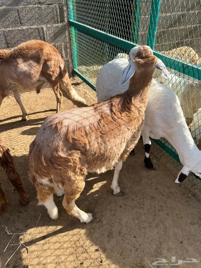 طليان سواكن 17