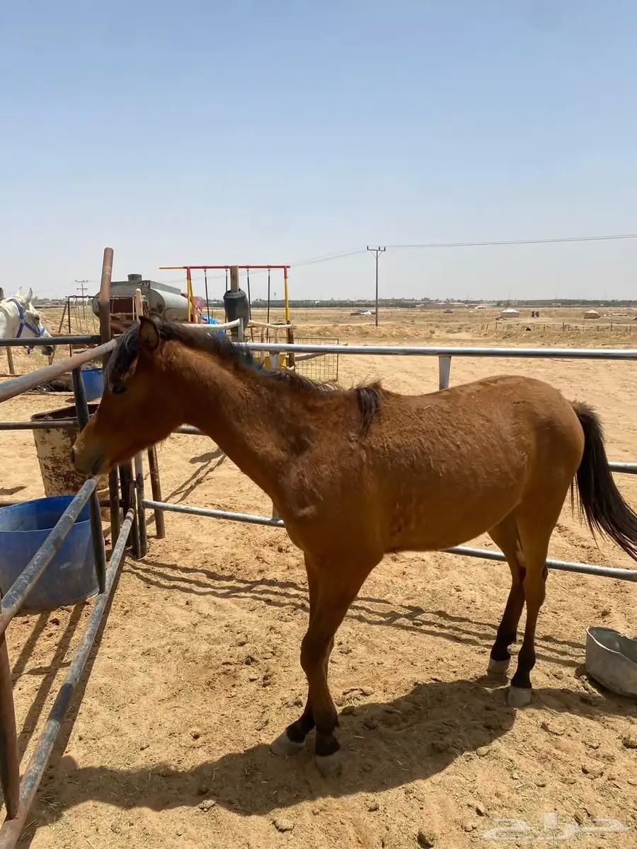 مهر شعبي عمره سنه وأربع شهور وعليها 4