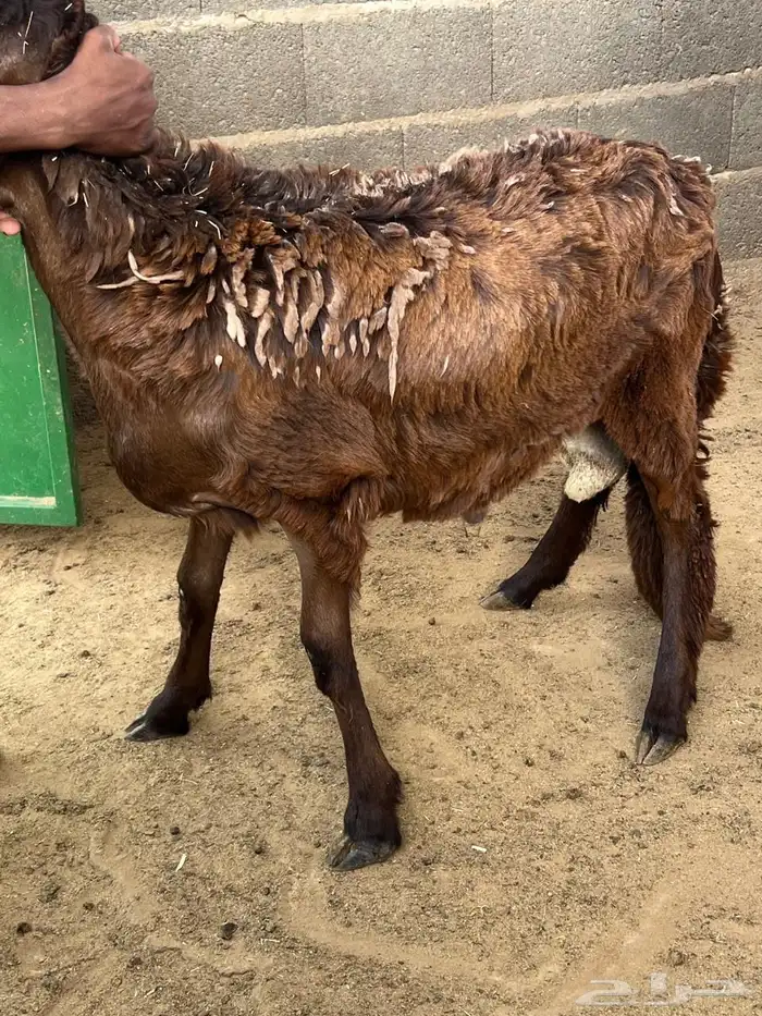 طليان سواكن 21