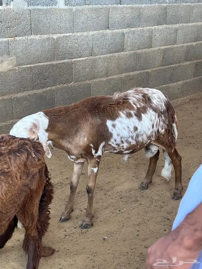 طليان سواكن 23