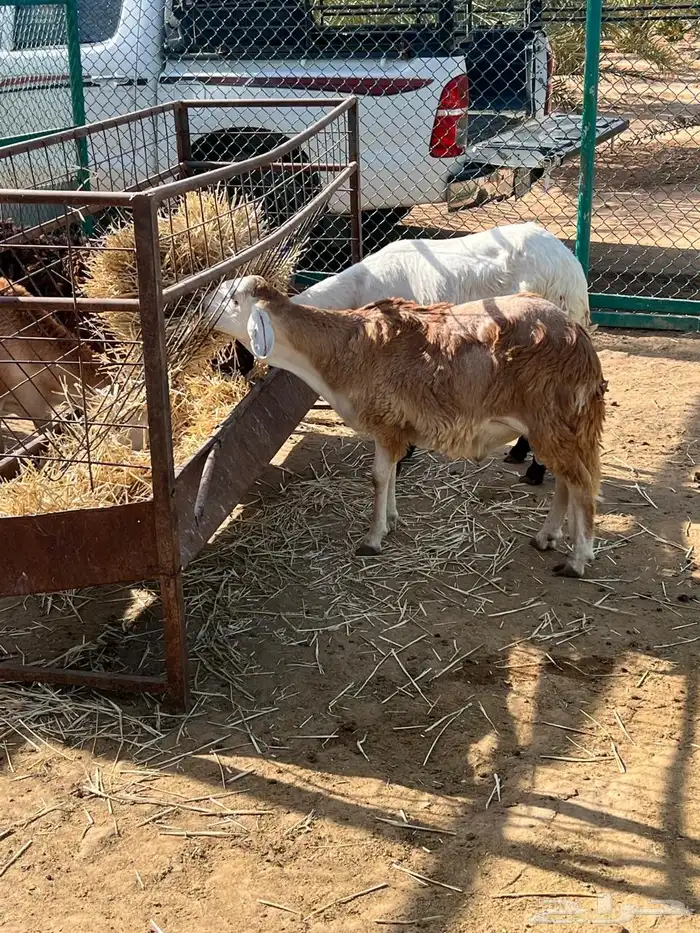 طليان سواكن 27