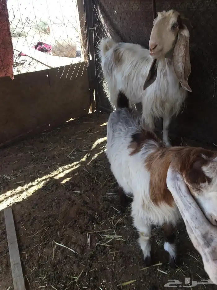عنز معها تيس مشوركة 0