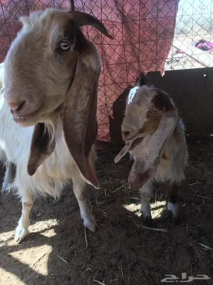 عنز معها تيس مشوركة 2