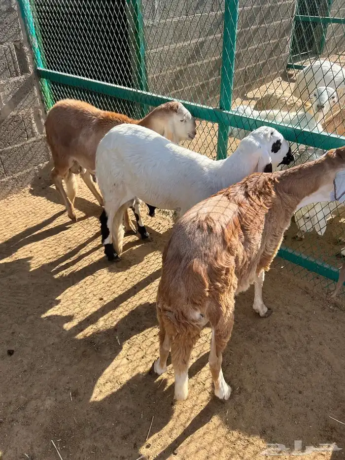 طليان سواكن 15