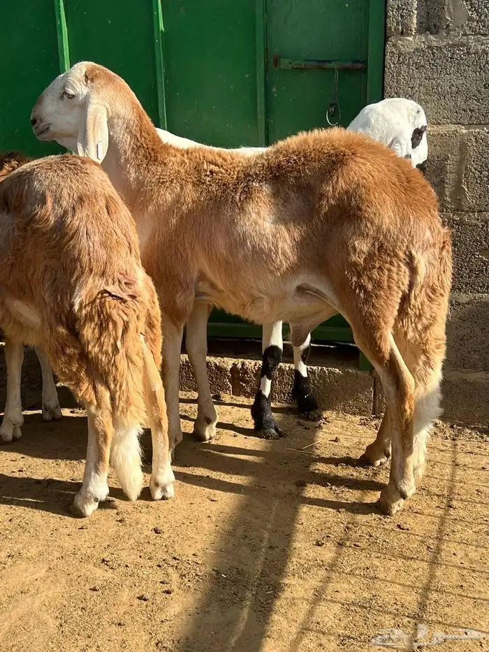 طليان سواكن 19