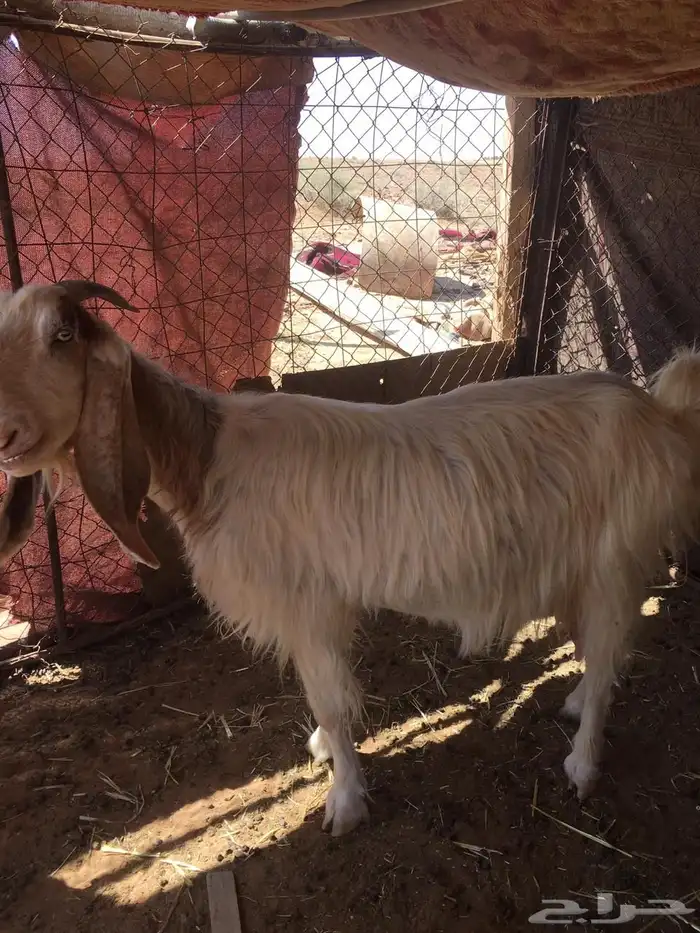 عنز معها تيس مشوركة 1