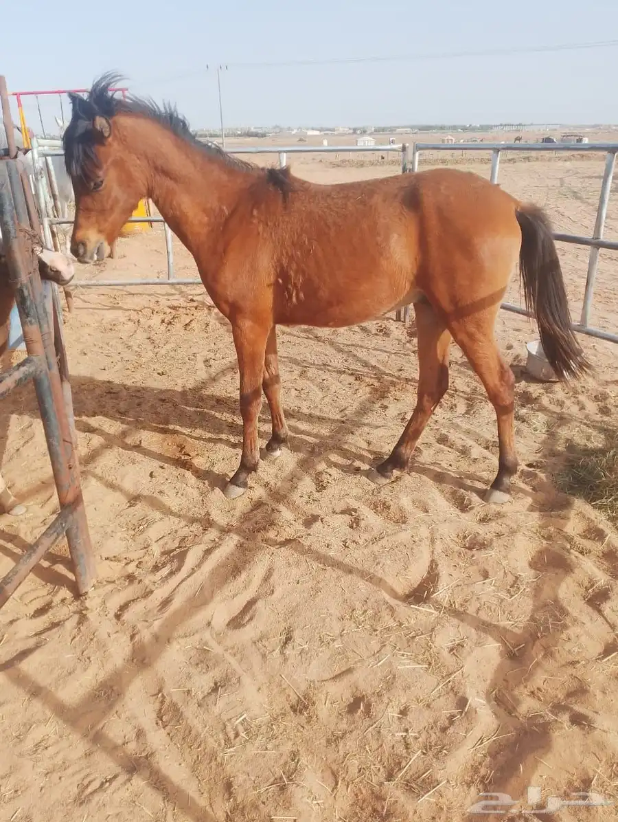 مهر شعبي عمره سنه وأربع شهور وعليها 2