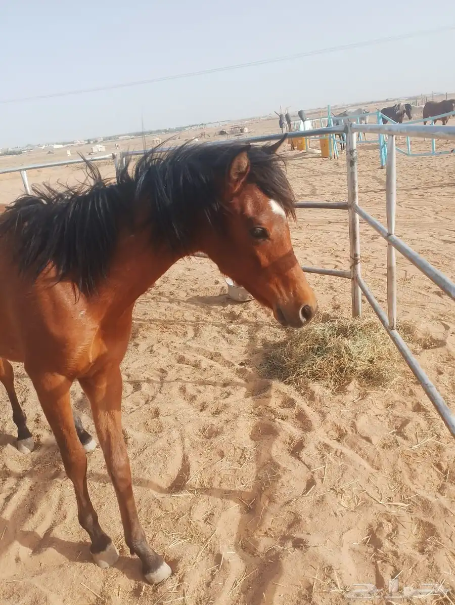 مهر شعبي عمره سنه وأربع شهور وعليها 0