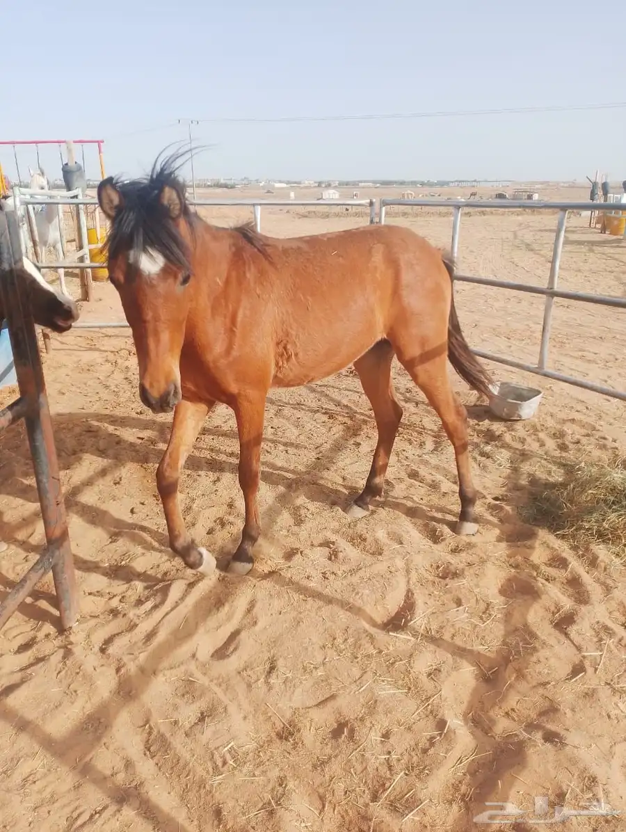 مهر شعبي عمره سنه وأربع شهور وعليها 1