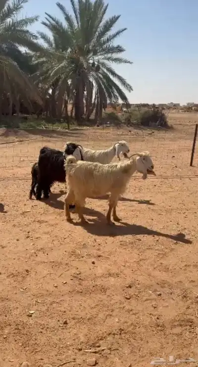 معزا عوارض فاخره تم البيع 2