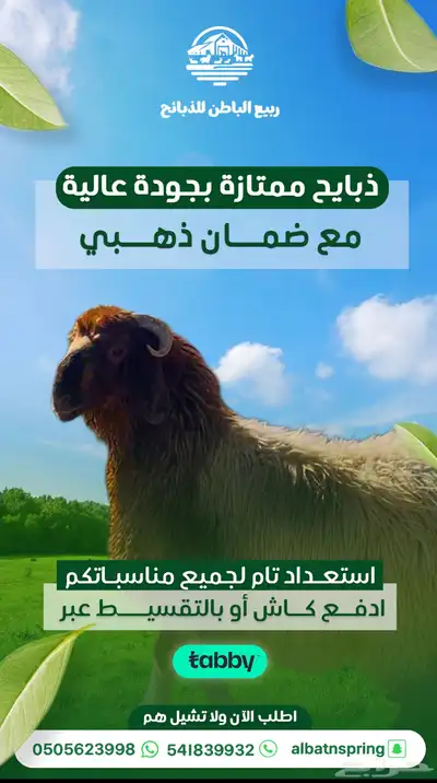 ذبايح تابي 1