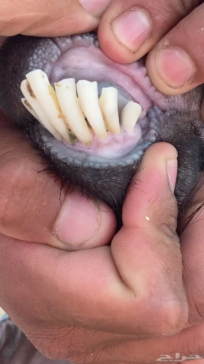 عنز عرضيه طيبه 5