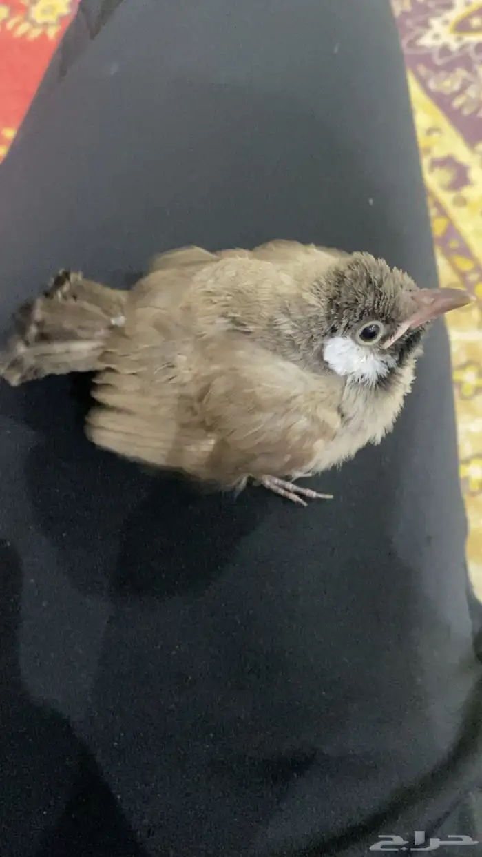 بلبول للبيع 2