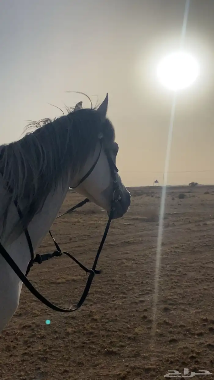 حصان للبيع 1