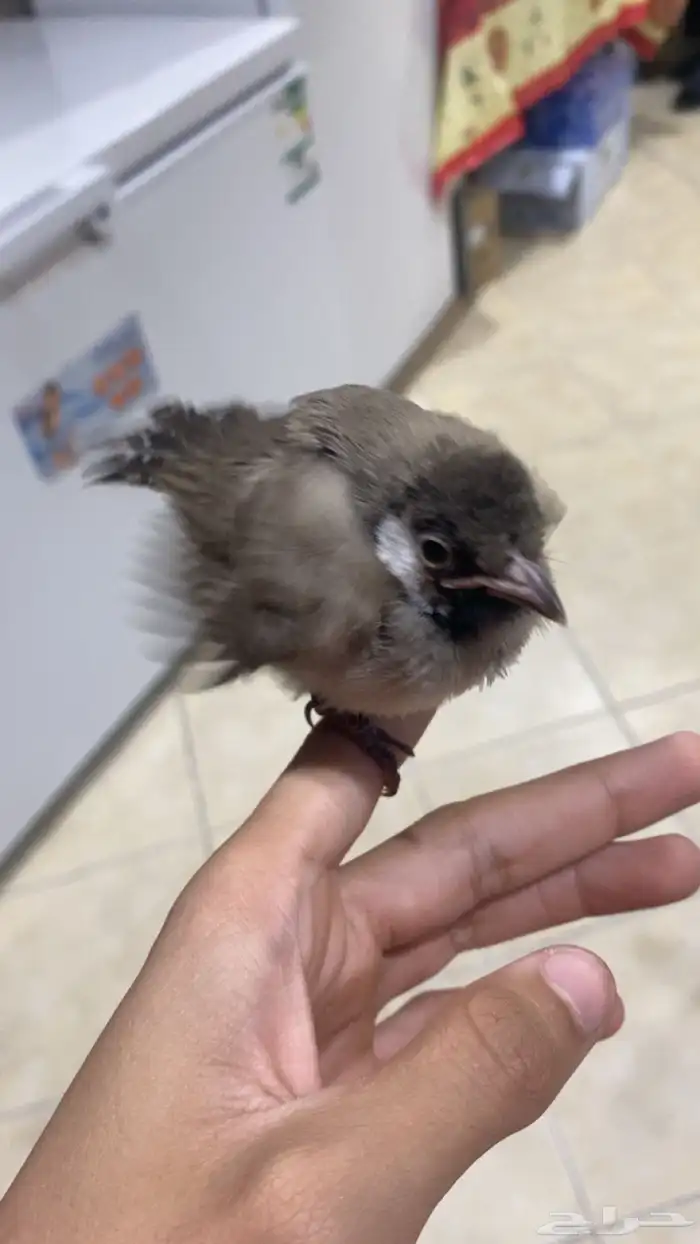 بلبول للبيع 0