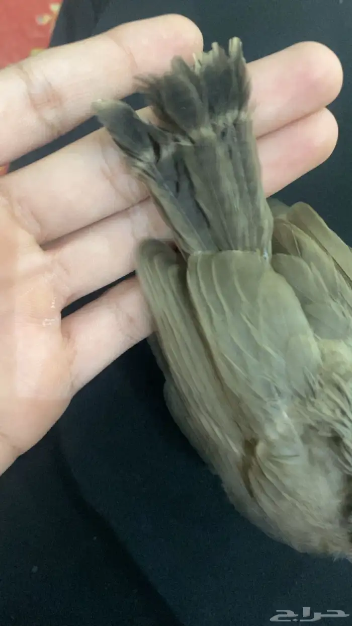 بلبول للبيع 1