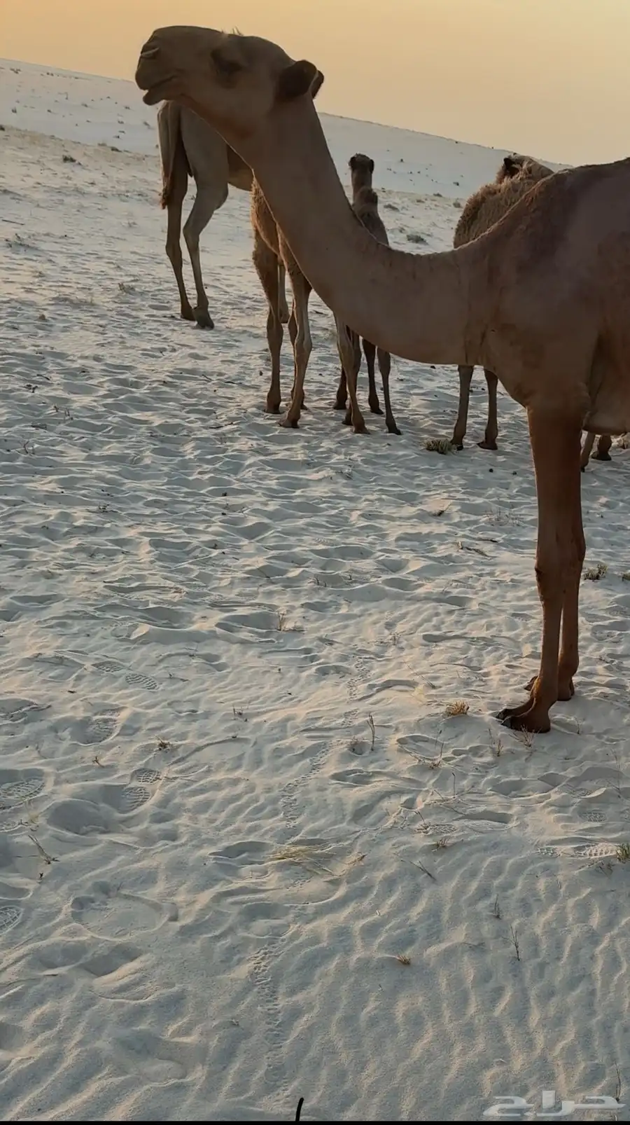 شعلا صفرا بكره 1
