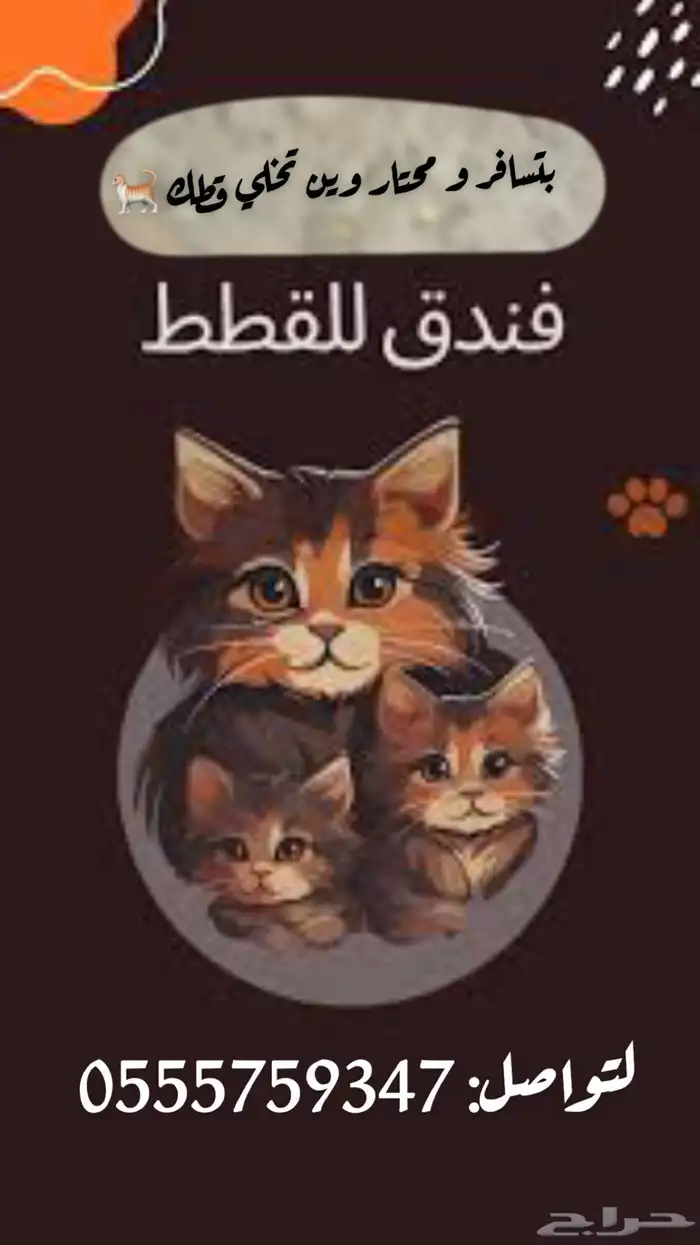 فندقه قطط 0