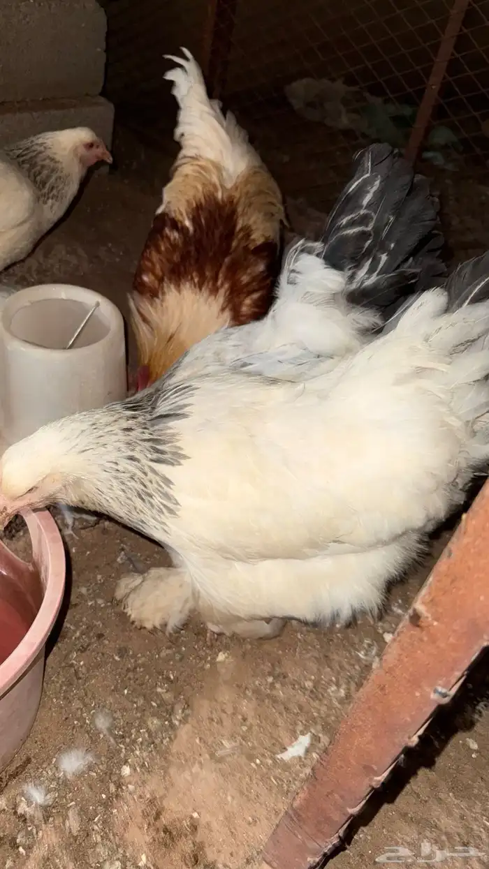 دجاج براهما بياض 2