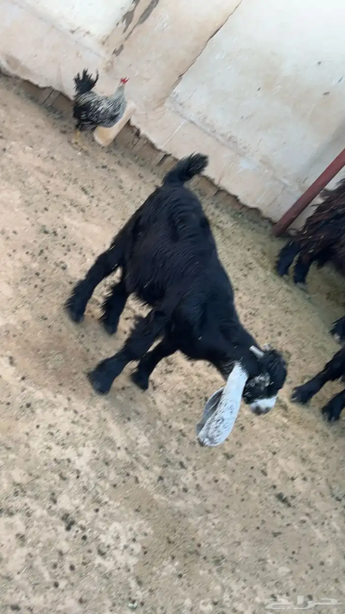 مشروع فحل 2