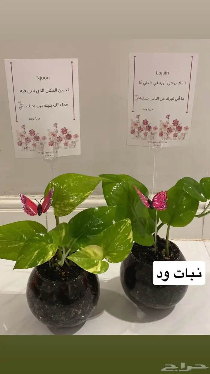 هدايا نباتات البوتس والببروميا 0
