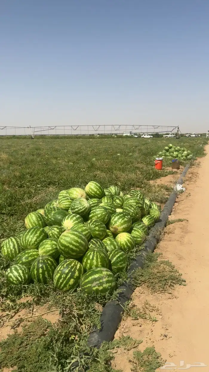 حبحب الجوف يوميا بالرياض 3