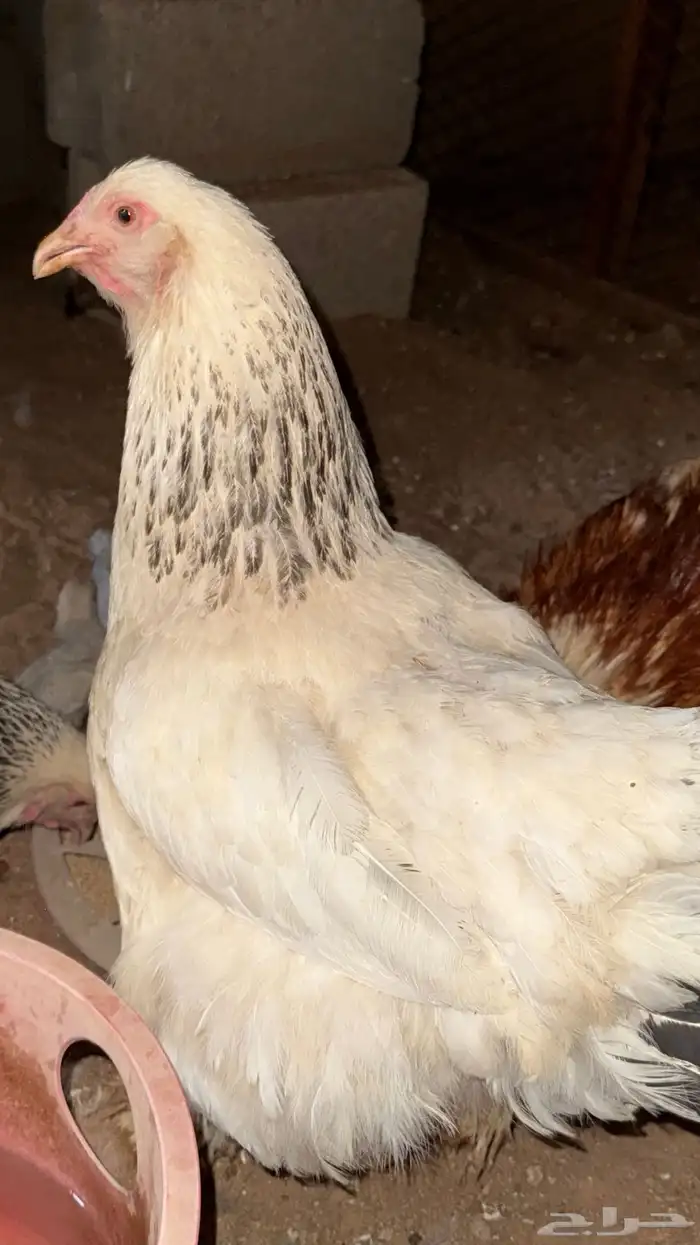 دجاج براهما بياض 4