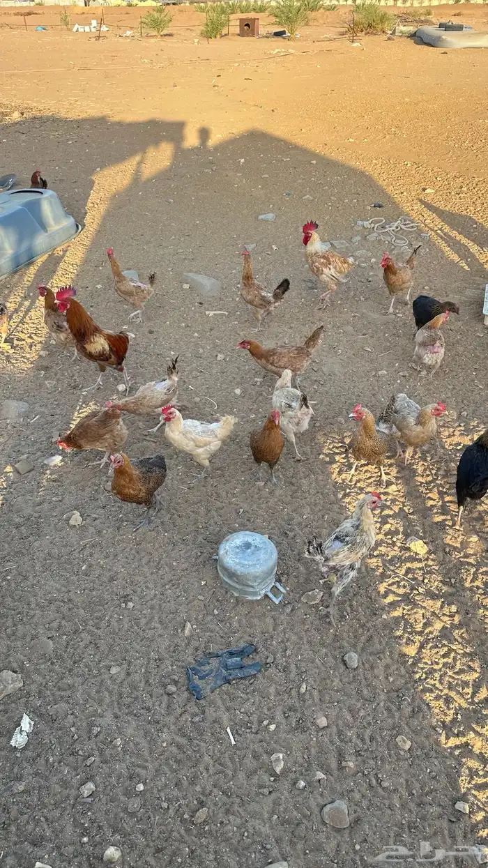 دجاج بلدي بياض تم البيع 2