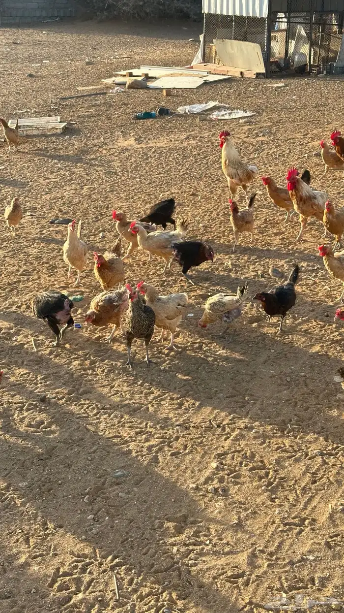 دجاج بلدي بياض تم البيع 0