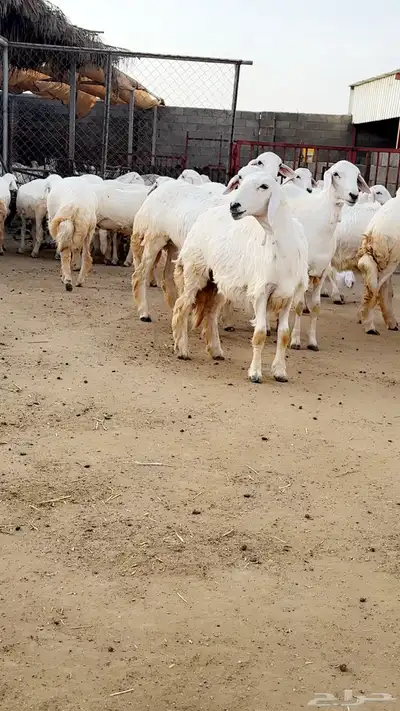 رخال صنف مقنوى 0