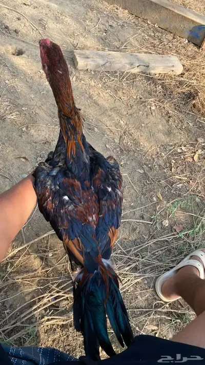 اعرض لكم ديك شامو 1
