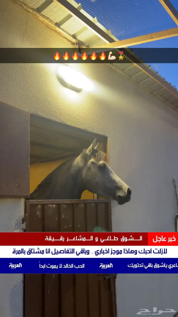 حصان شعبي شييخ 2