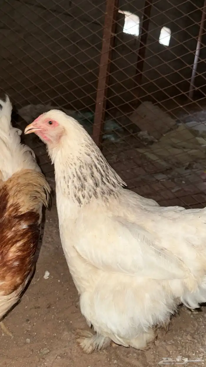 دجاج براهما بياض 3