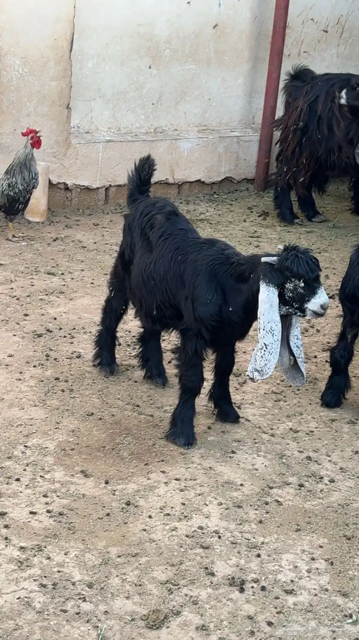 مشروع فحل 3