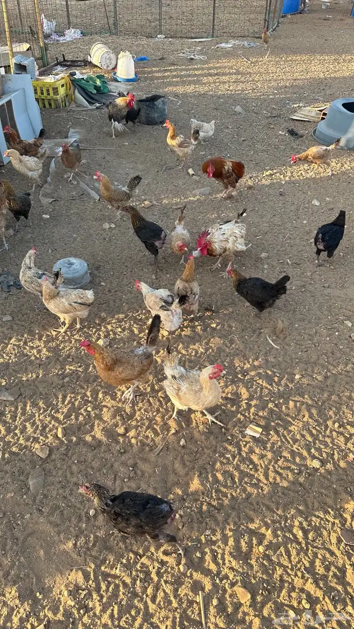 دجاج بلدي بياض تم البيع 4