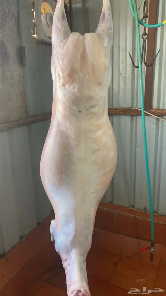 ذبايح مع خدمة الذبح والتوصيل 2