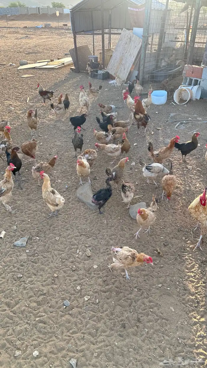 دجاج بلدي بياض تم البيع 6