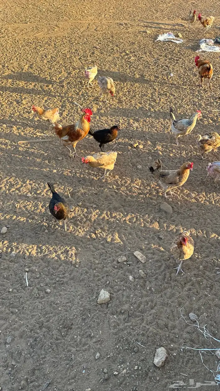 دجاج بلدي بياض تم البيع 3