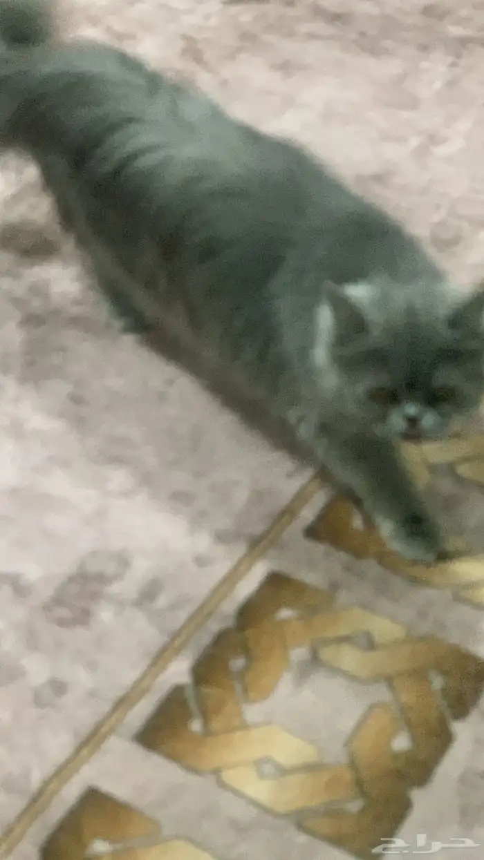 قطه مع أغراض للبيع 3