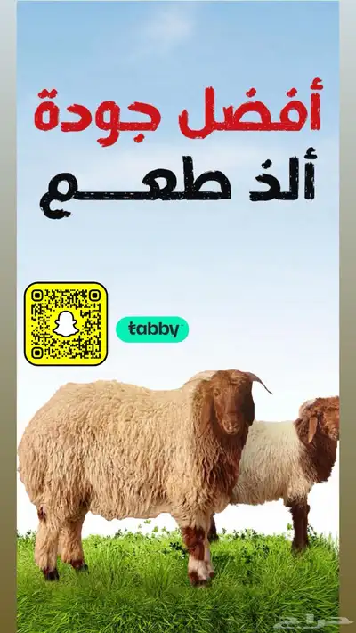 ذبايح تابي 0