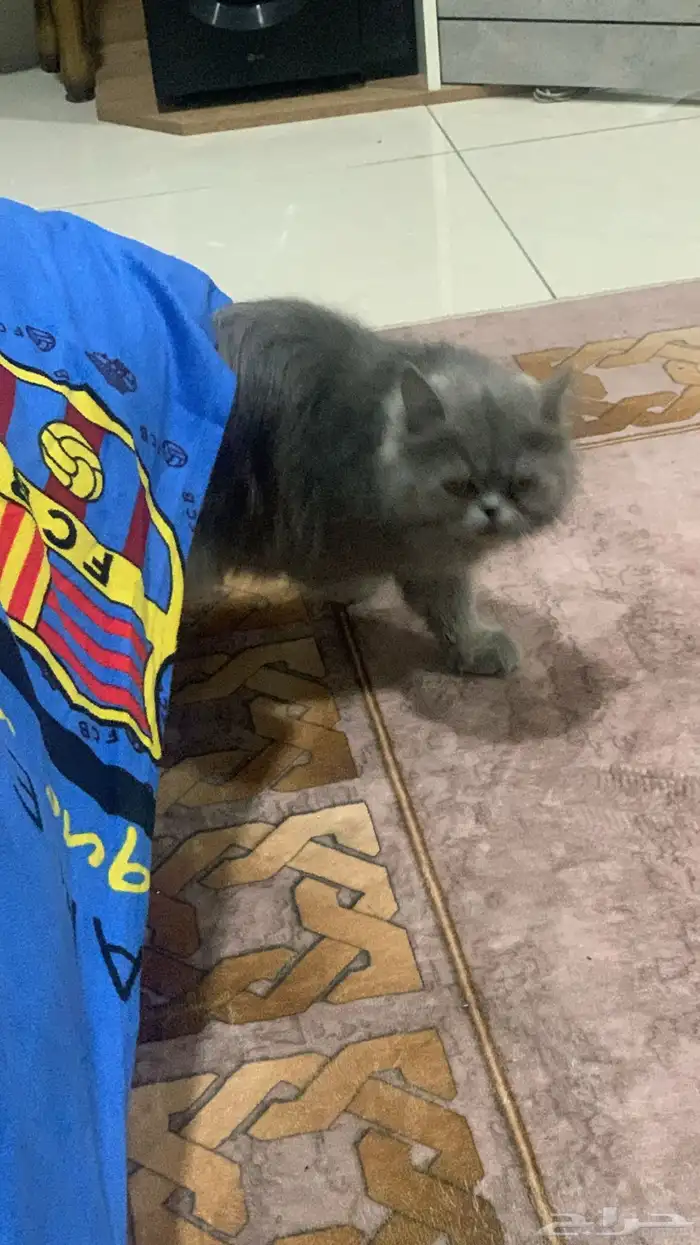 قطه مع أغراض للبيع 0