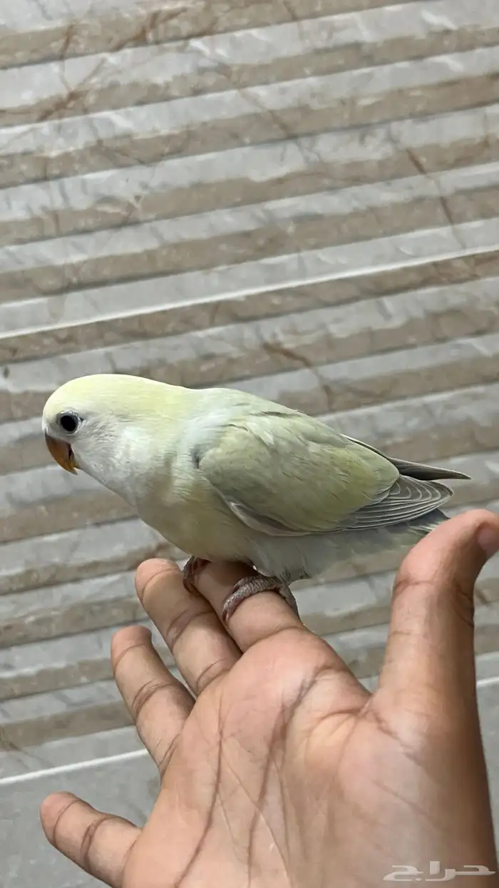 روز اليف وهدد لون مميز تم البيع 1