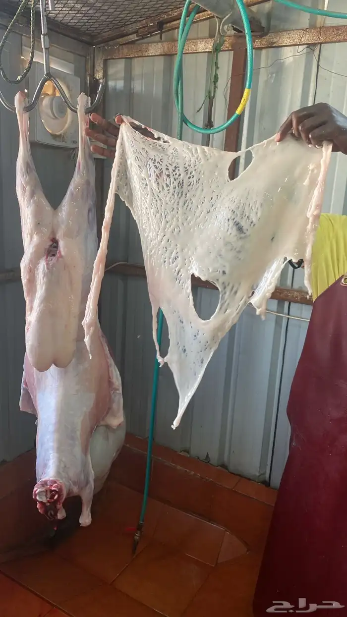 ذبايح مع خدمة الذبح والتوصيل 1