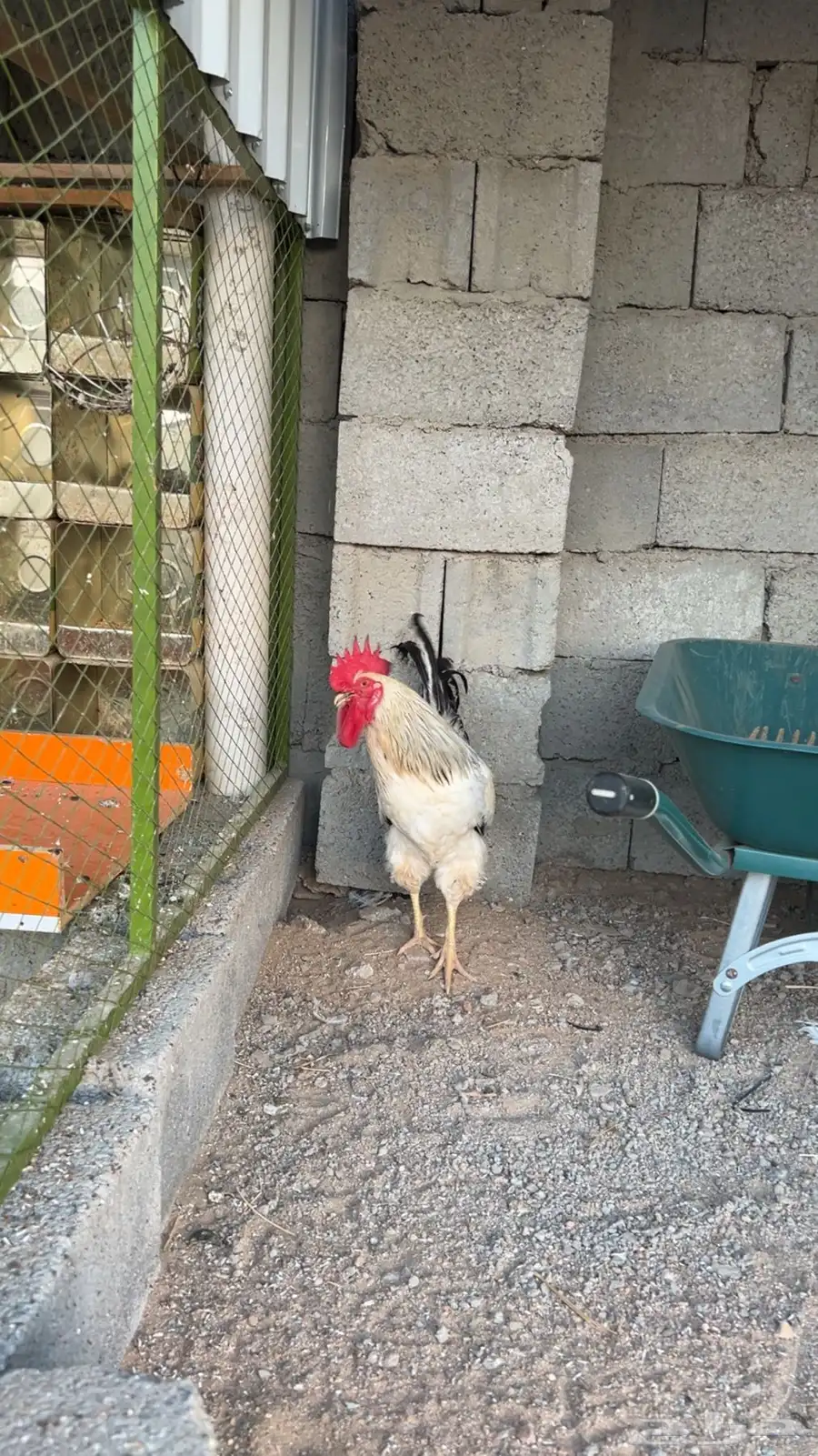 دجاج فرنسي 4